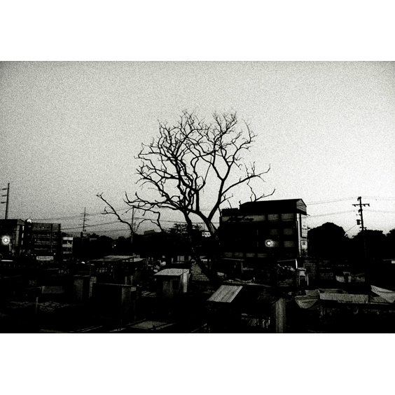 Black Tree